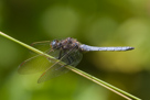 Orthetrum coerulescens